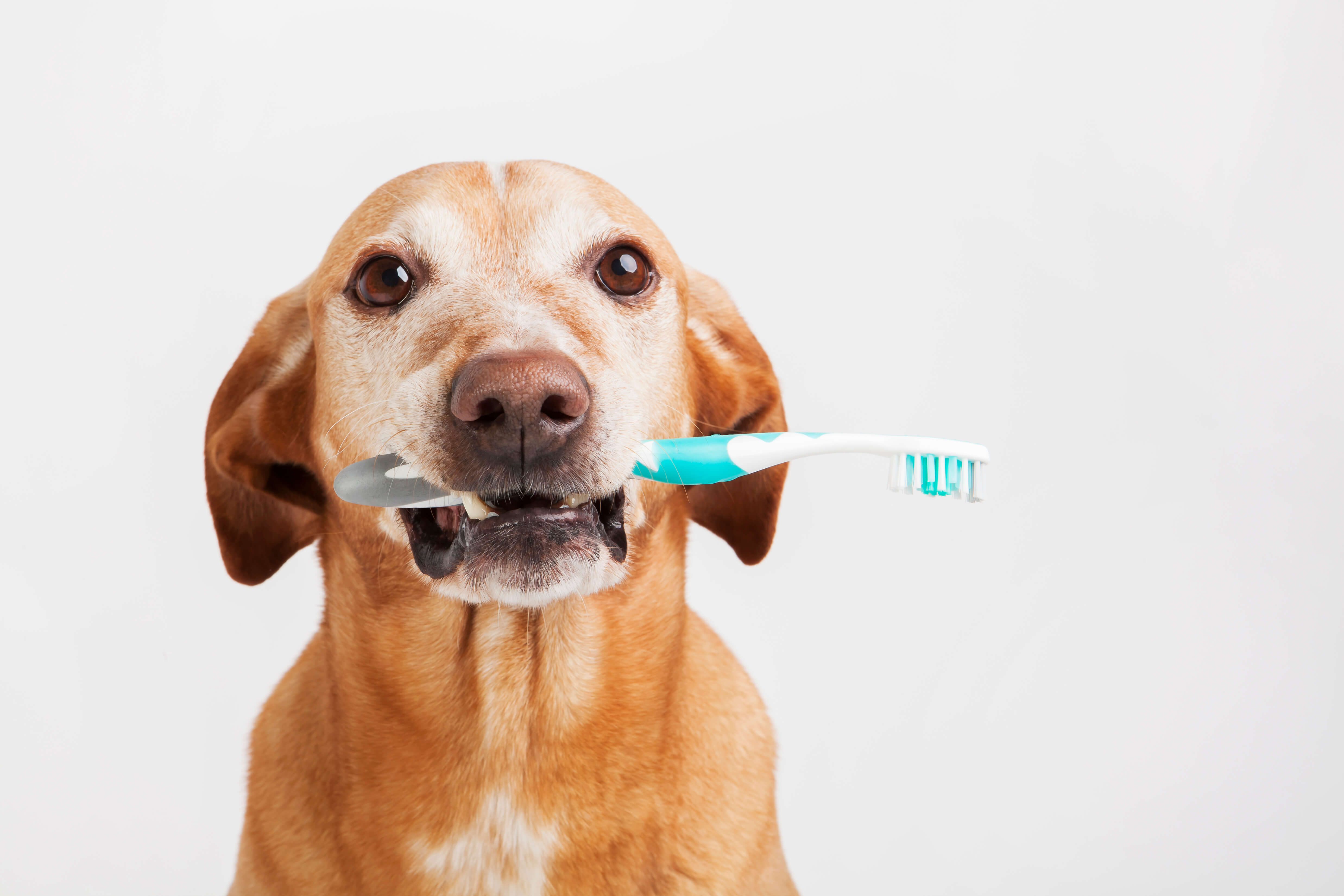 Почему у собаки пахнет изо. Зубная щётка для собак. Стоматология животных. Чистккм зубов у собак.